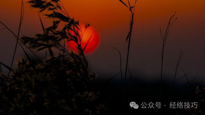 春天多吃头茬 “生阳草”！比荠菜鲜，比蒜苗香，生吃顺气、熟吃和胃，更合肝脾养护