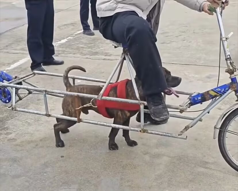 一只狗被来做自行车的动力之源，这位大哥是真敢想，那百公里油耗只需要几根骨头，就是狗子会不会太累了！