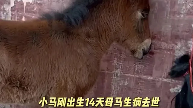 四川马棚泪目一幕：14 天小马驹守着母马尾毛，让人感慨万物皆有灵
