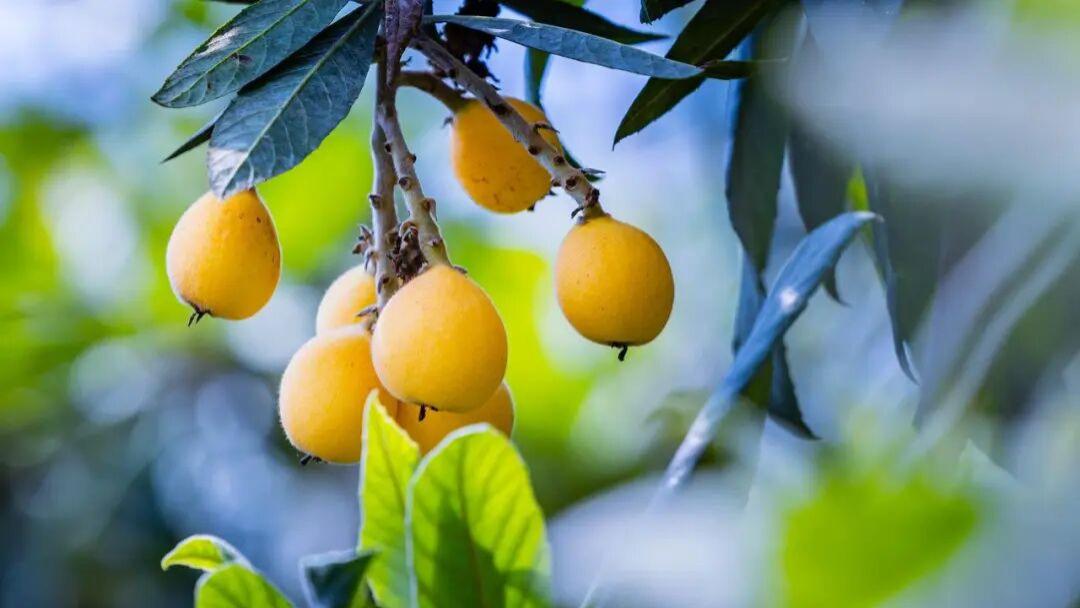 白马旌坞千亩枇杷甜蜜登场，尝鲜要趁早