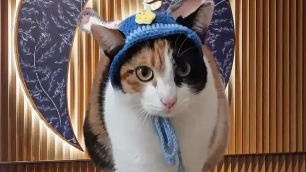 萝卜纸巾分不清的“蒸蚌小猫”，拿下首个全球代言！