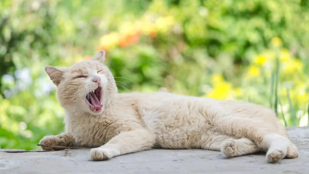 总忍不住打哈欠？这是身体在给你发“急救信号”