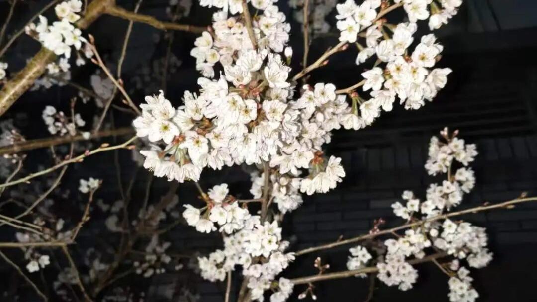 藏不住了！济护的春天美到犯规