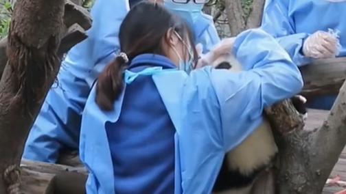 大熊猫福宝难受蜷缩，“福公主”又遭罪了？恰恰相反！