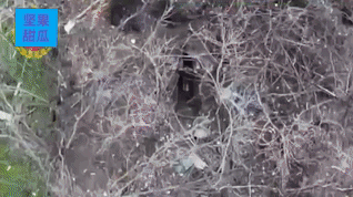 多布罗皮利亚方向，近卫第8集团军第150近卫摩托化步兵师的飞手在防风林发现了乌军