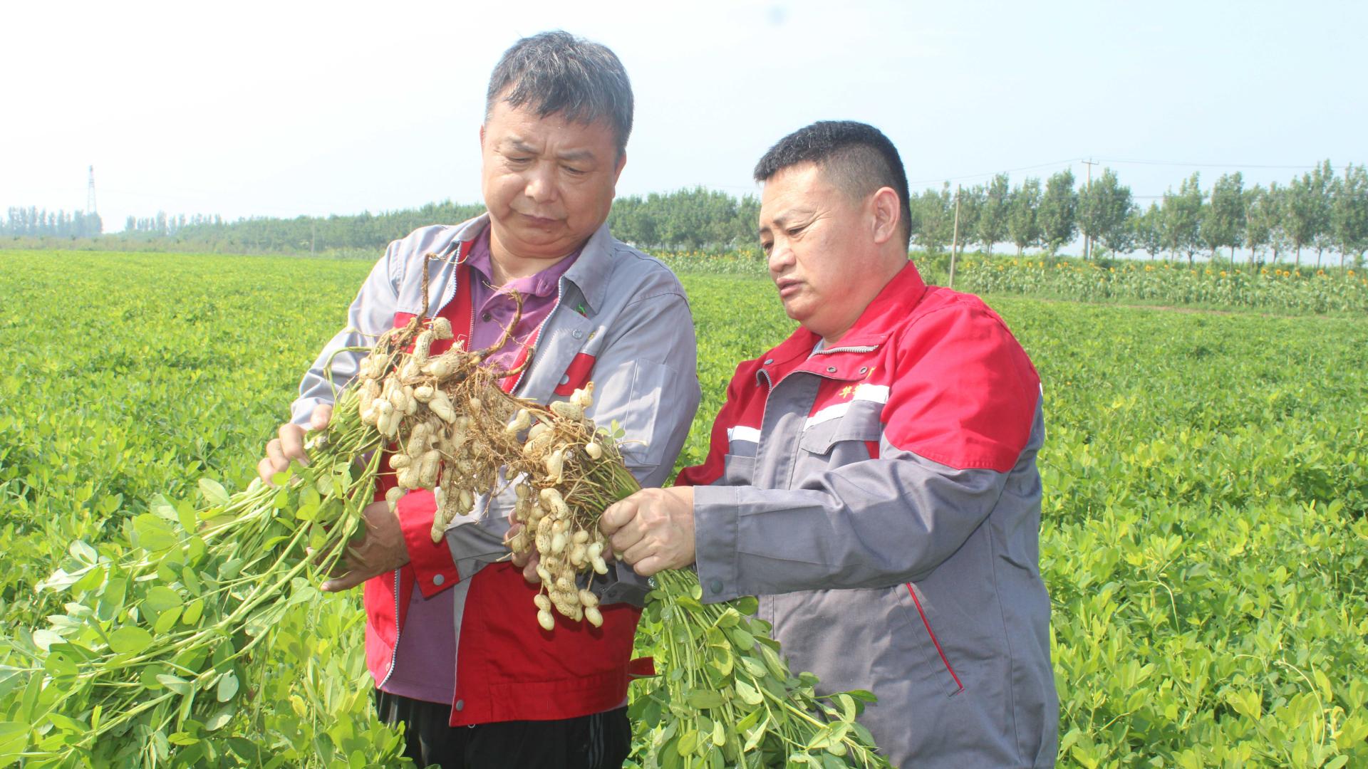 华实种苗：深耕沃土育良种 匠心铸就中国芯