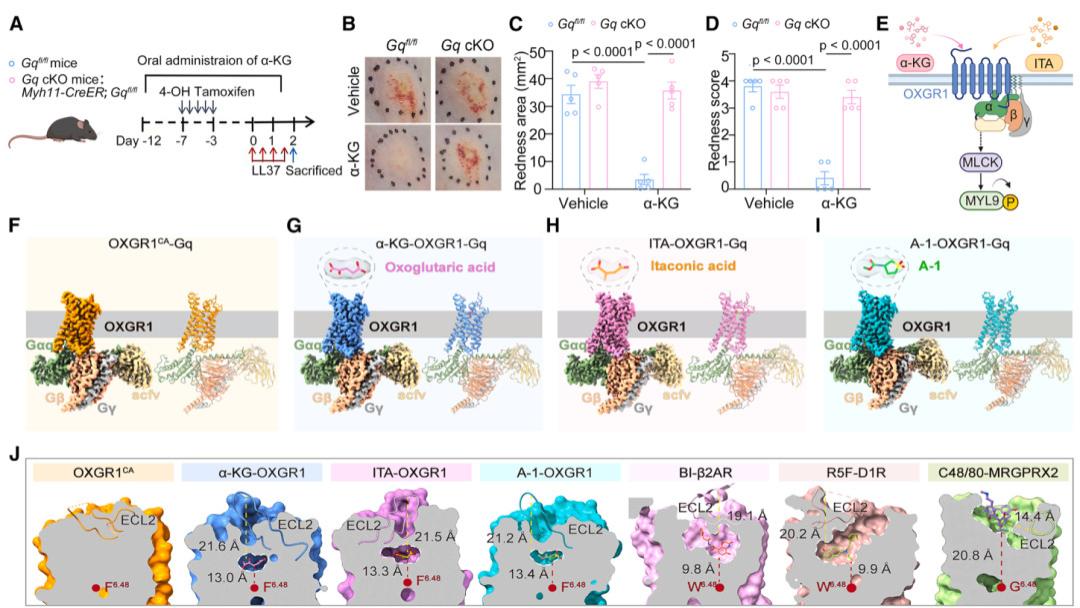 Cell | 首次发现玫瑰痤疮红斑代谢调控机制！并开发新型靶向激动剂