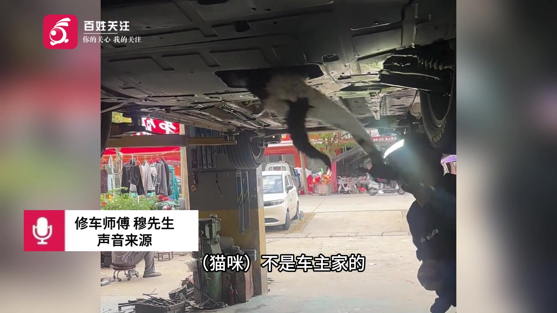安徽阜阳流浪猫被老鼠夹夹住腿钻进车底 修车师傅出手救出放生