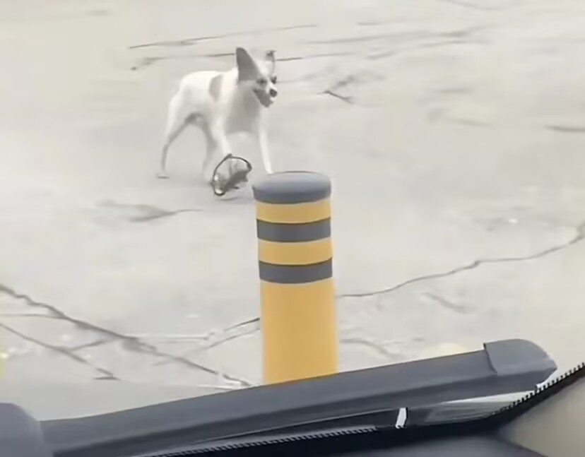 一只小白狗被夹子夹住了，只能跑回家找主人求救，没想到被拍了下来，那急匆匆的样子