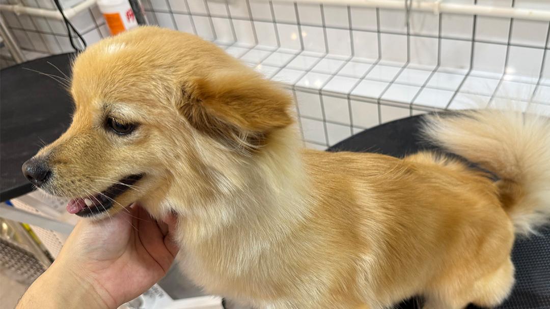 假期宠物独自在家，这些安全隐患要排查