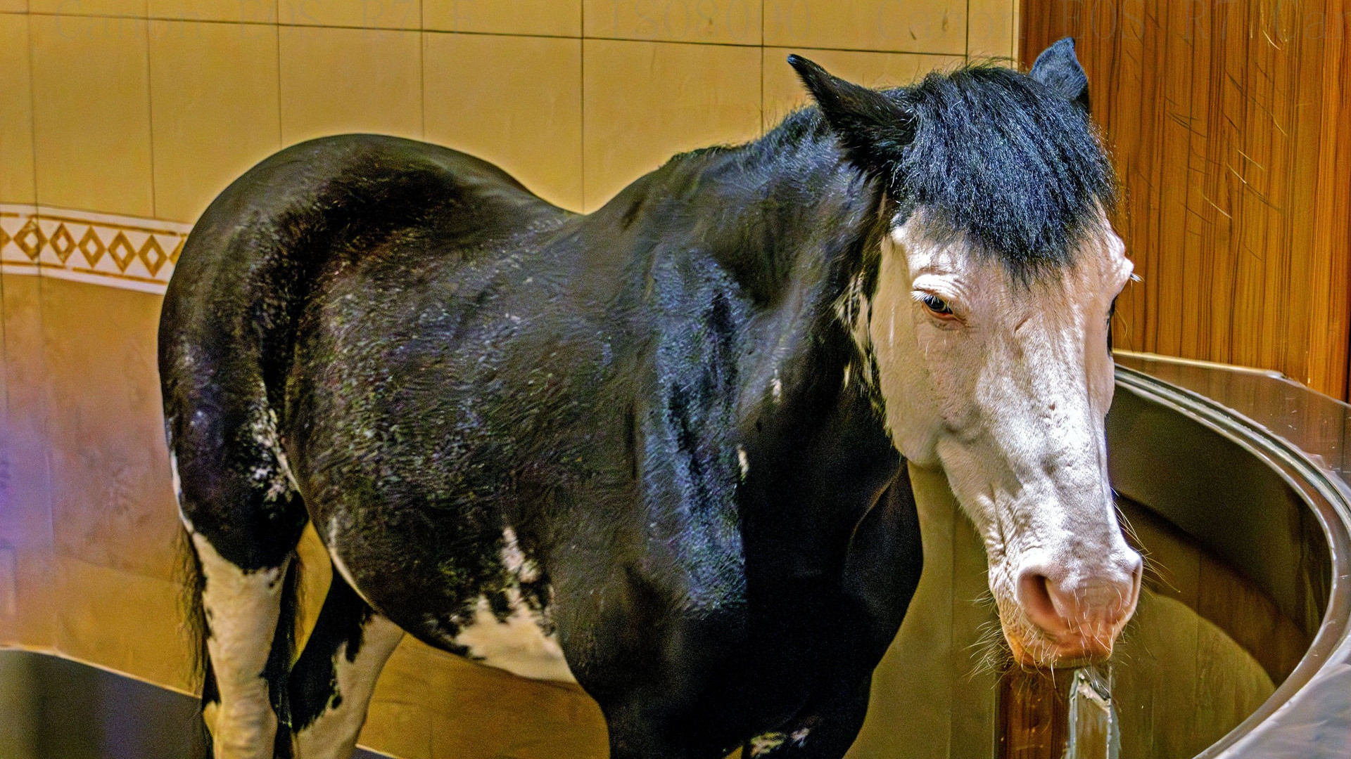 克里奥尔马：从殖民遗孤到草原传奇，500年血统融合丨江阴飞马水城