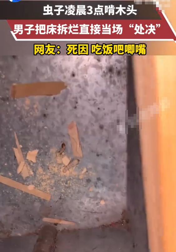 广东。男子凌晨3点被虫子啃木头的“嘎吱嘎吱”声吵醒，彻底怒了——原来是虫子在吃他