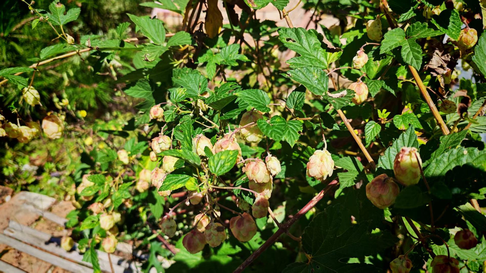 没有背叛，除了背叛自己（第二十二篇）