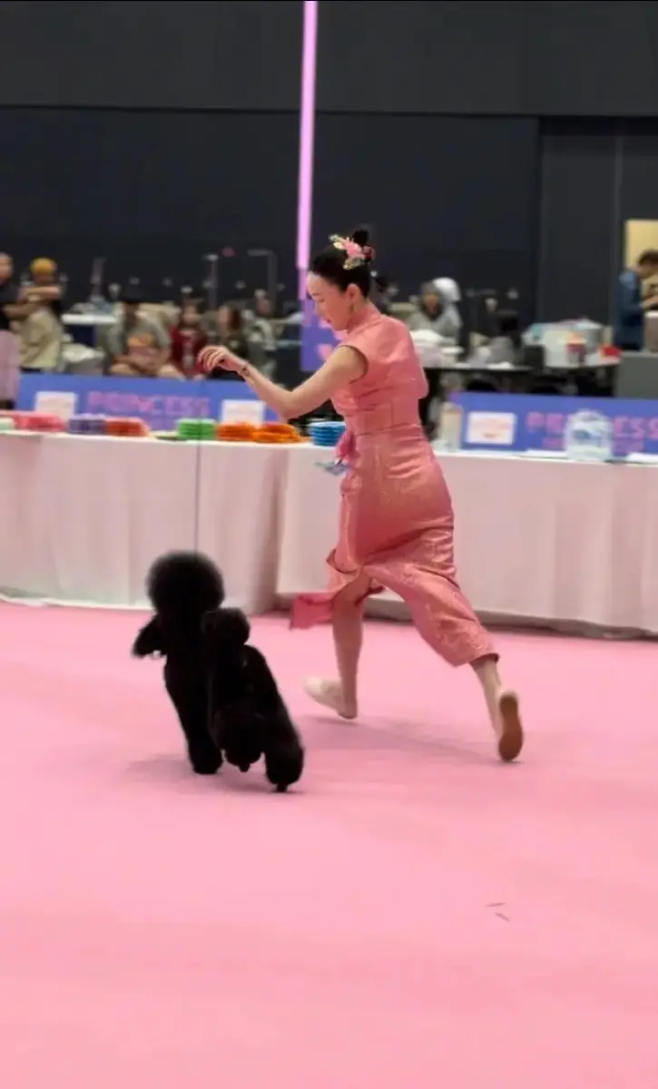 霍思燕带宠物狗参加比赛夺冠 穿一身旗袍尽显曲线美