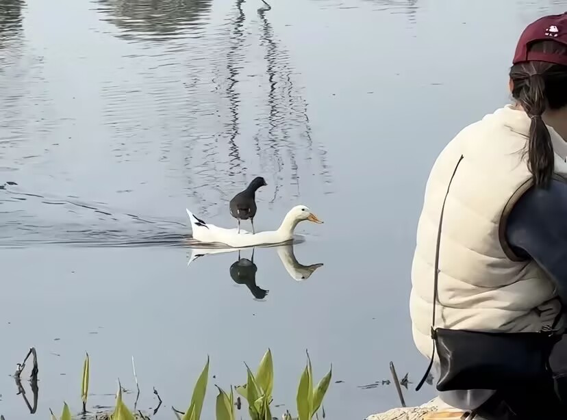 有这样一只鸭子，它心甘情愿做鸟的坐骑，也不是到小鸟怎么说服它的！