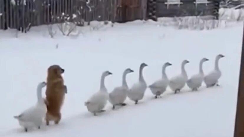 一只狗和鹅群生活在一起，结果狗子学起鹅走路，也是用两条腿在走！