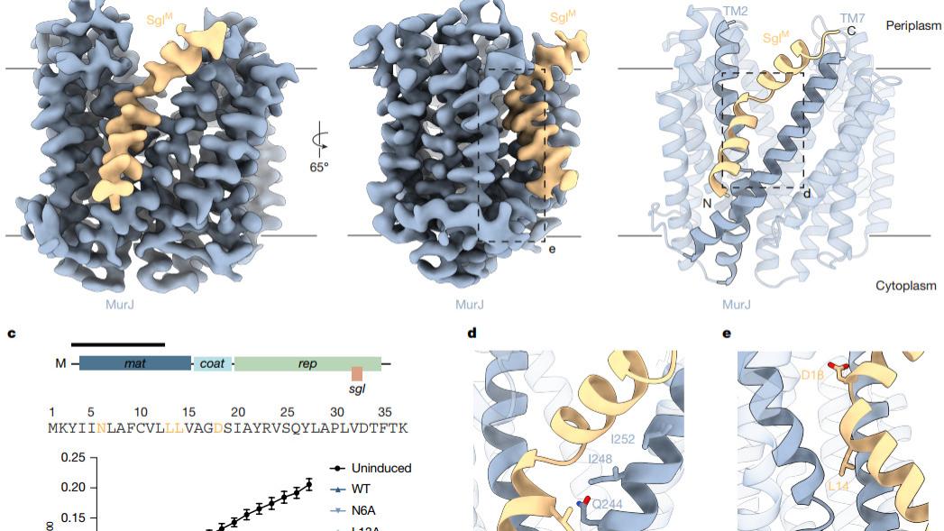 Nature | 趋同进化照亮抗生素开发，MurJ翻转酶作为广谱抗菌靶点