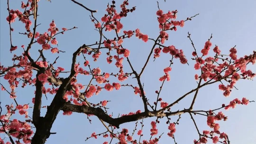 随笔：陌上花开，可缓缓归矣