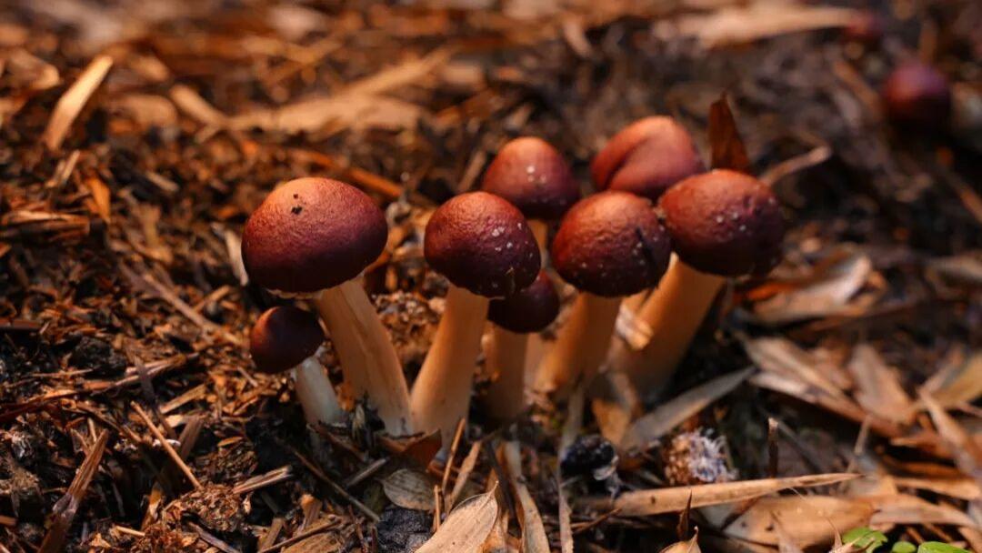 竹林里撑起“致富伞”，邛崃赤松茸迎丰收