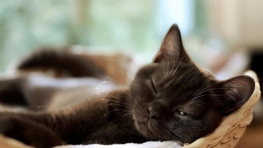 什么是全价猫粮、全期猫粮？世界十大顶级猫粮品牌宝藏单品推荐