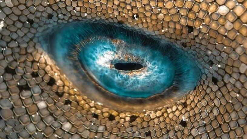 千万别盯着看！地球顶级掠食者的眼睛仿佛藏着浩瀚星河的恶魔之瞳