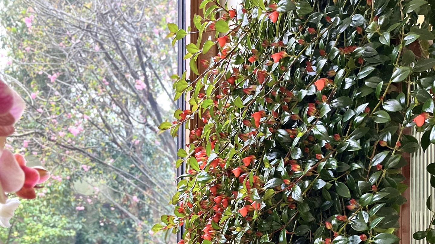 江苏一知性女子，金鱼吊兰养成1.5米“高花树”，网友：开挂了？