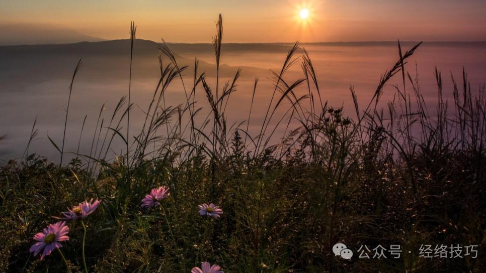 陈皮和它是绝配，一个管“气”，一个管“水”，疏肝健脾又祛湿