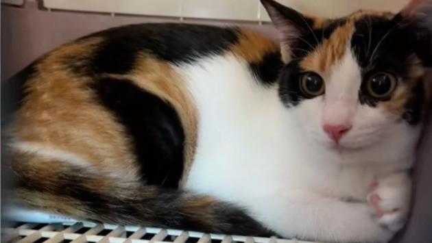 2026全国宠物托运人宠同行哪个平台便宜有实力？2026平台排名对比：春节带宠物出行哪家强？