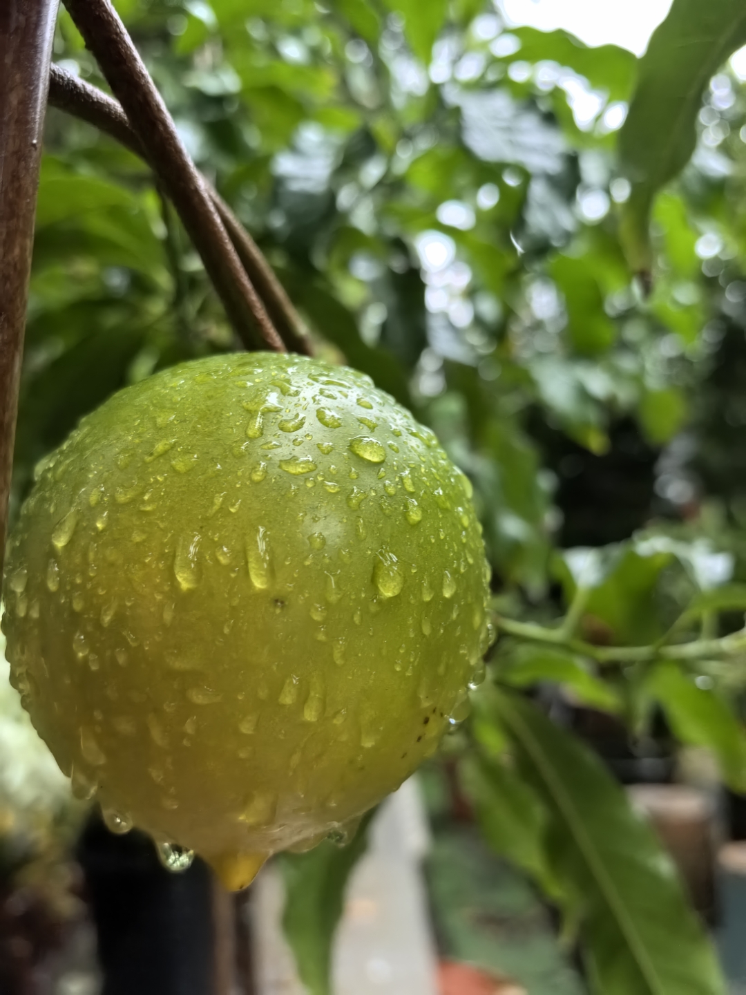 小众水果｜黄晶果🍯奶香果冻美味！