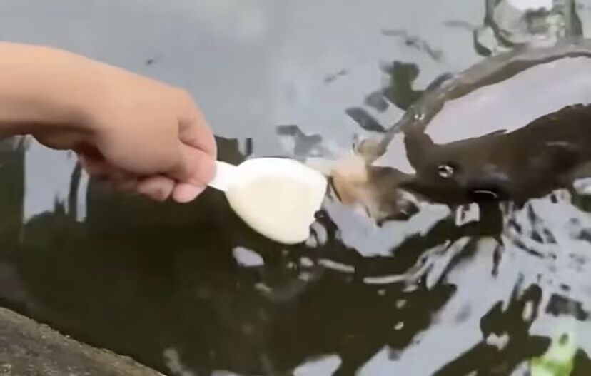 一根奶酪棒吊起了一条鱼，把常年钓鱼的老父亲看傻眼了，闺女的这波操作实在太秀，还是要投其所好！