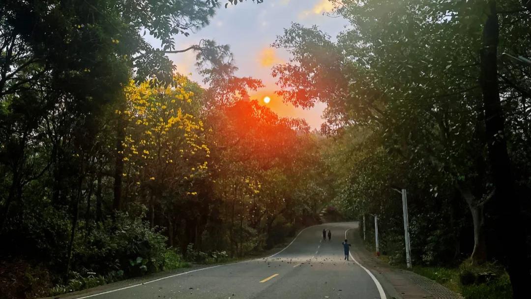 健步赏花沐朝阳