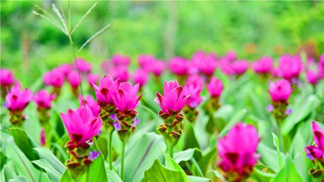 佛山卡玛花园夏花绚烂迎客来，“温柔巨人”熊蜂与木蜂成花间新宠