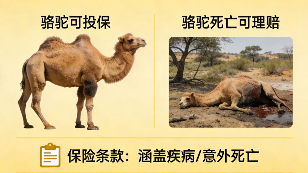 保险中介的“三国杀”：“骆驼教你保”将迎来盛宴还是剩宴？