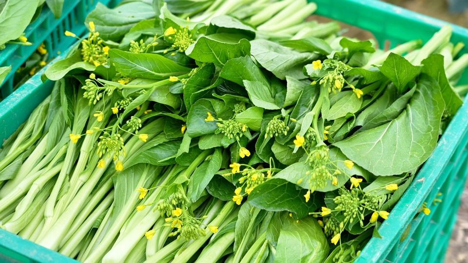 好靓好好吃！石潭迟菜心“甜到入心”