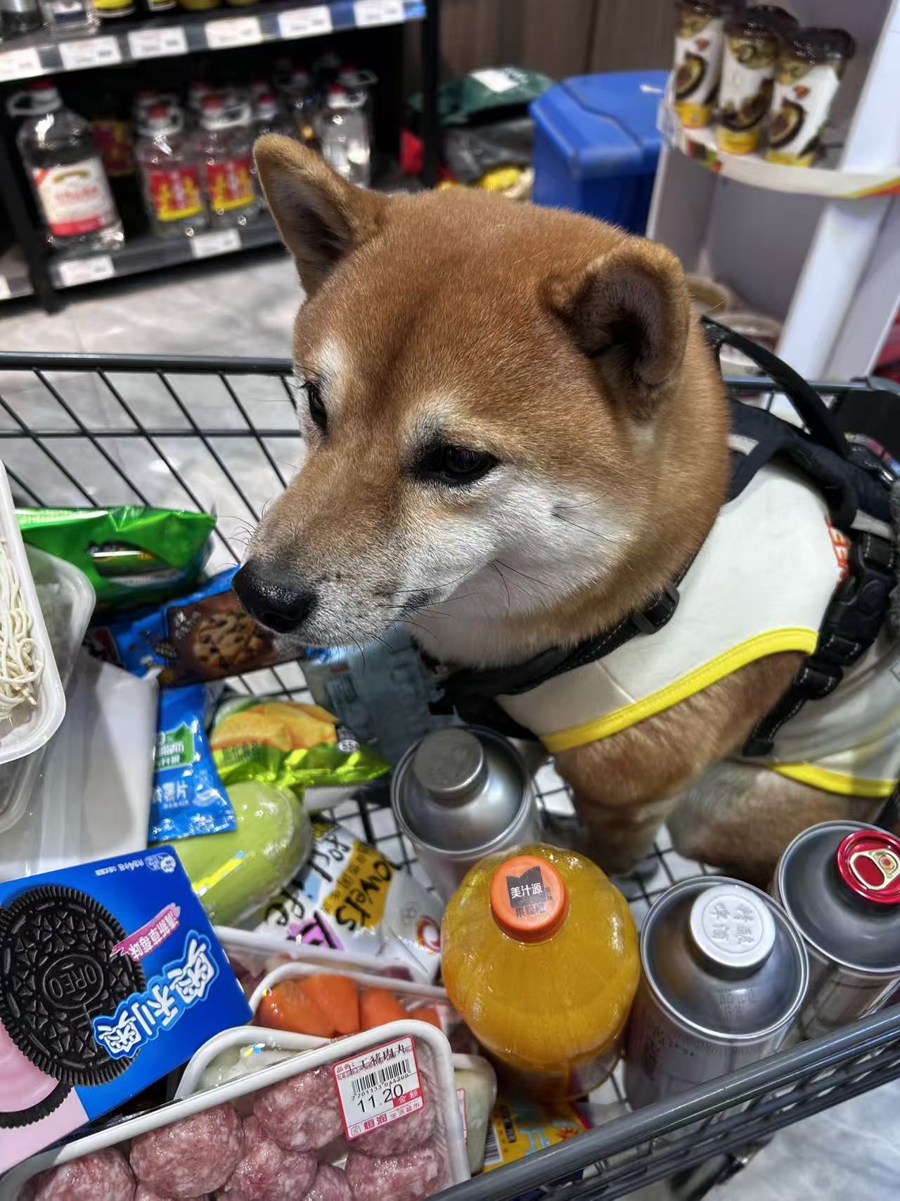 2026全国人宠同行哪个平台好？全国人宠同行、宠物托运平台排行榜推荐