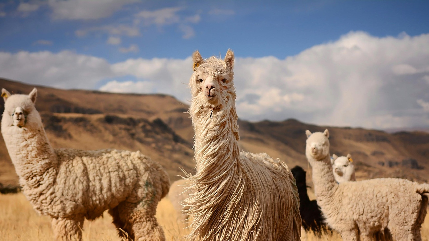 纳米抗体文库构建及三类文库特性解析