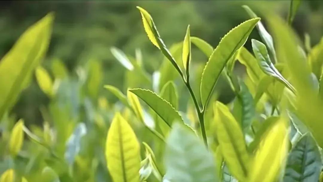 中国茶叶传入印度