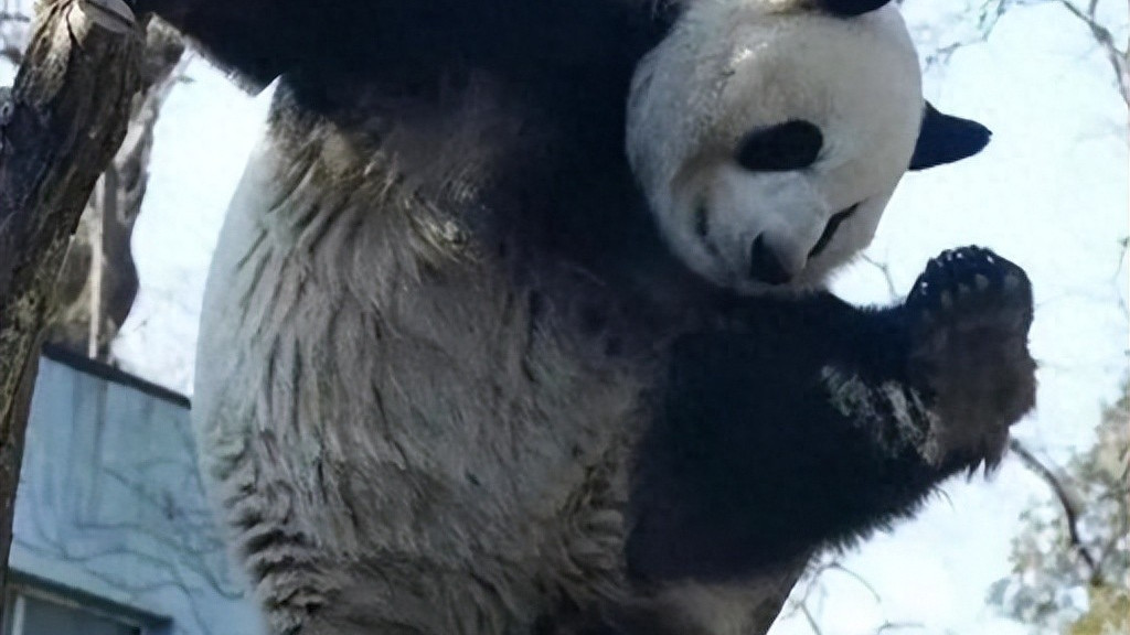 萌兰家族有多牛？一家全是 “越狱惯犯”，基因果然不会骗人