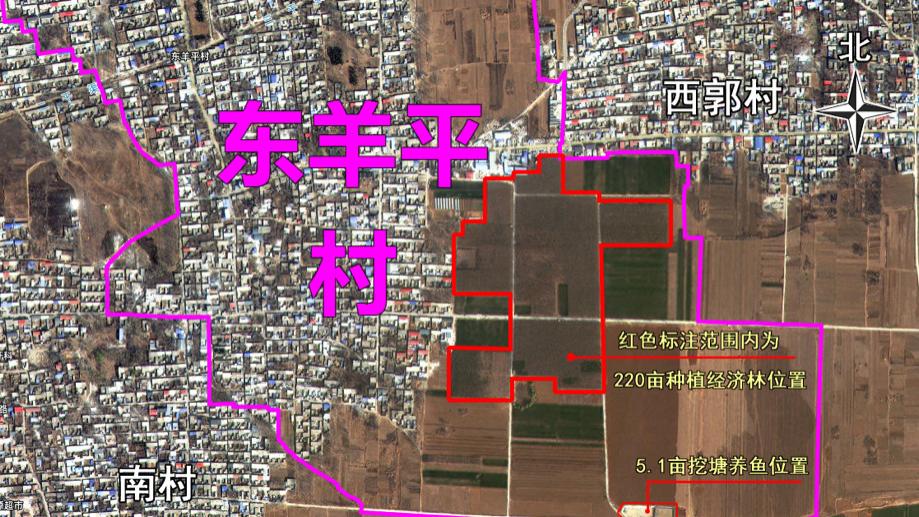 河北曲阳一村庄千亩农田被指违规改种，村民称数百万租金未到位，多方介入调查