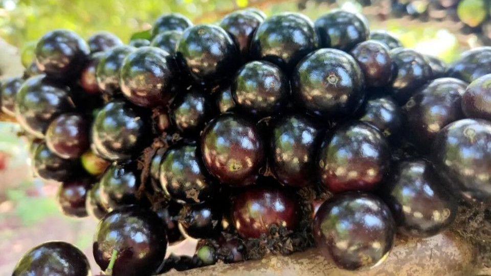 一果四味的嘉宝果成熟啦，太平这里有近两万棵