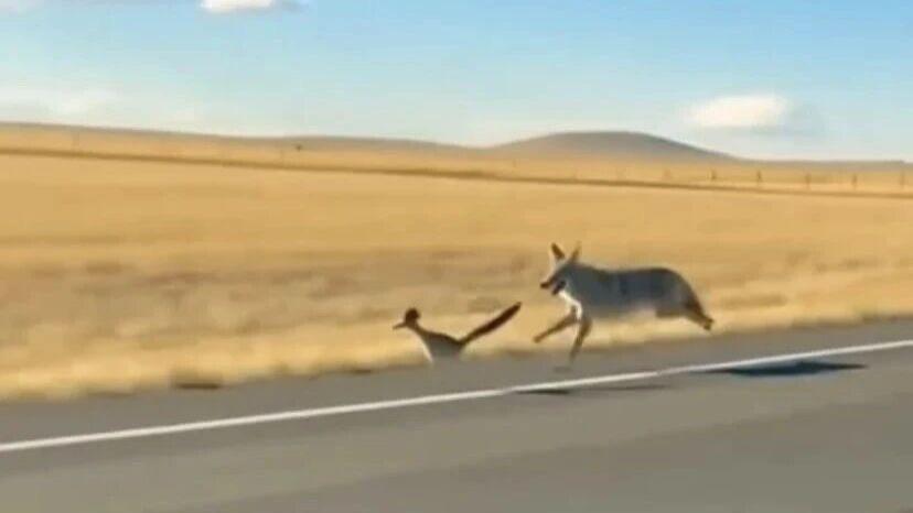 第一次见到郊狼追走鹃，那是真的有点追不上！