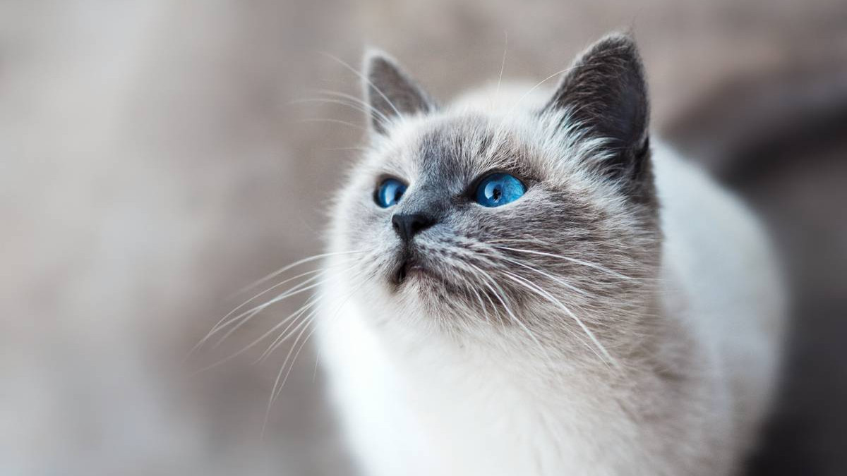 哪个品牌的猫粮好性价比高？这5款猫粮中的爱马仕不容错过