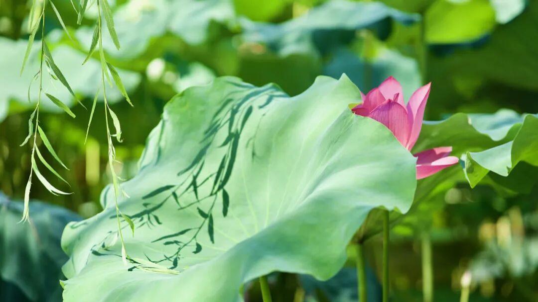 会计方向教材署名规则！评职称适用