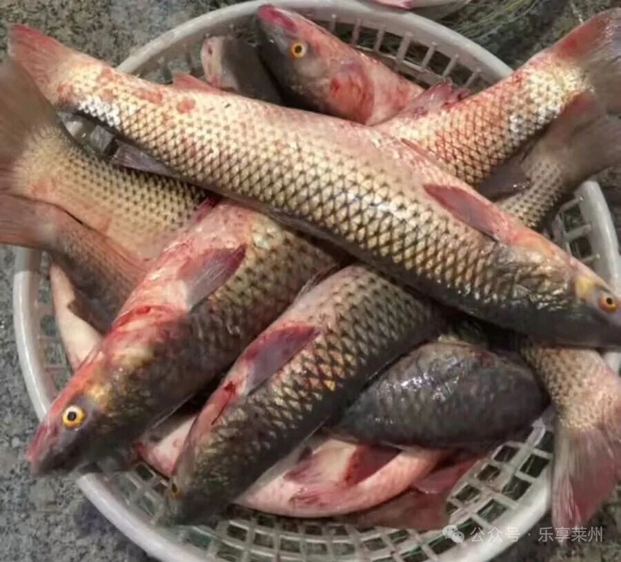 梭鱼是常见的海鱼。当前的梭鱼称为“开凌梭”。非常鲜美好吃，俗话说得好：“吃了开凌梭，鲜得没话说”啊！