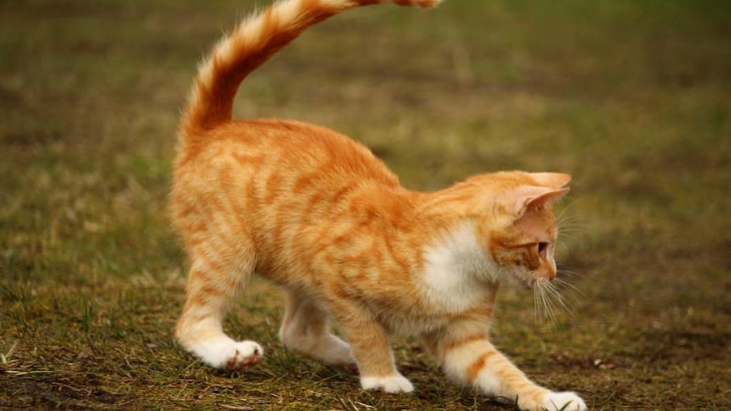 什么猫粮品牌比较好？盘点什么猫粮好猫粮排行榜前十名