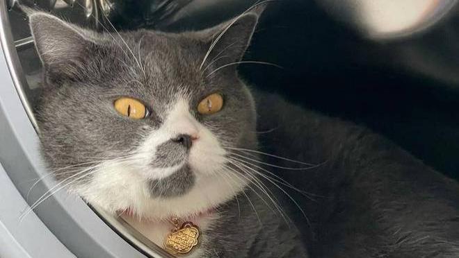 养宠家庭的安全盲区：猫咪钻进洗衣机，主人粗心没发现