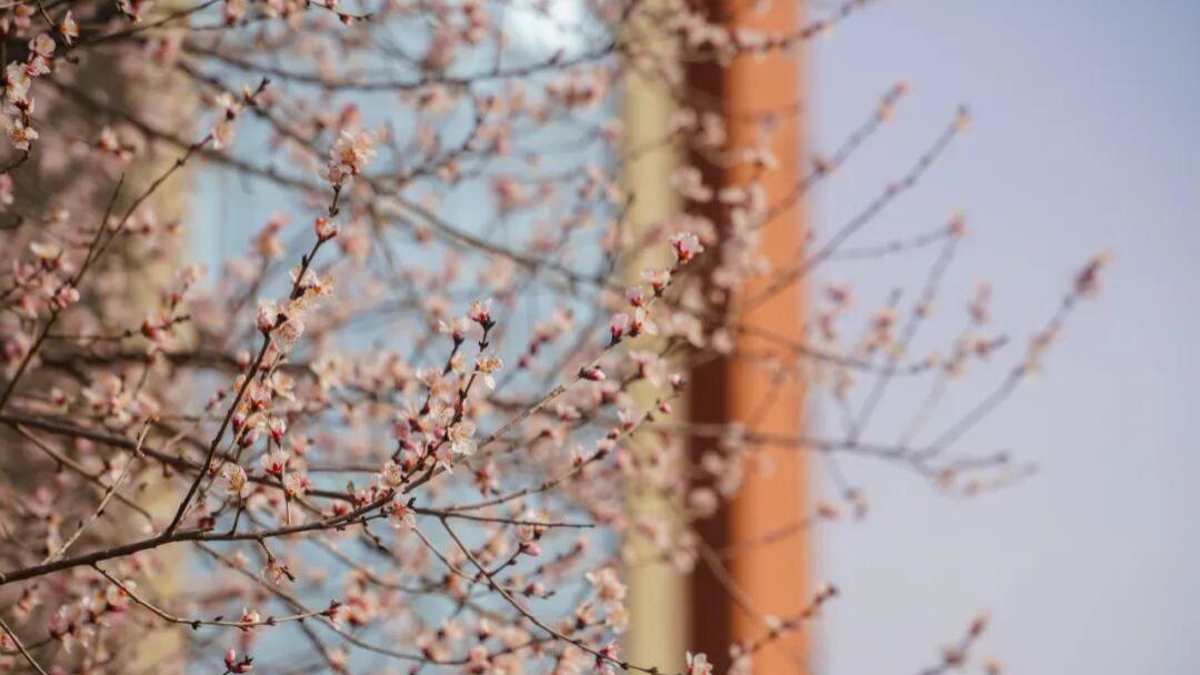 春满宝职，花已开好，等你归来