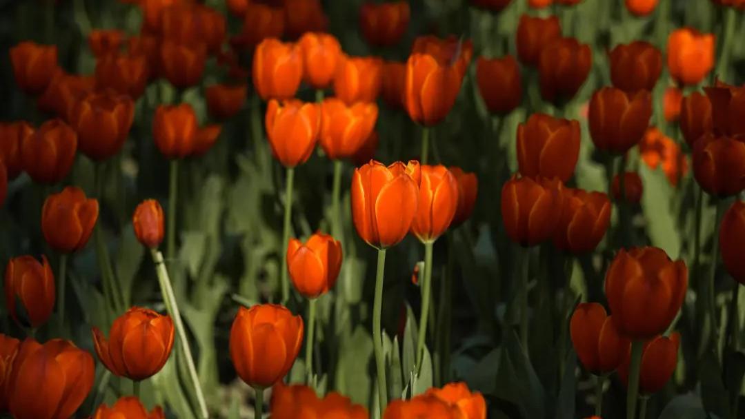 春天拍郁金香的一些小技巧！画面干净，好好看