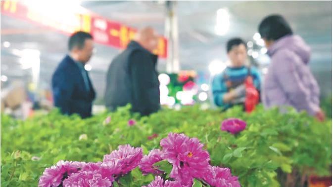 60万盆菏泽牡丹逆季“赴约”