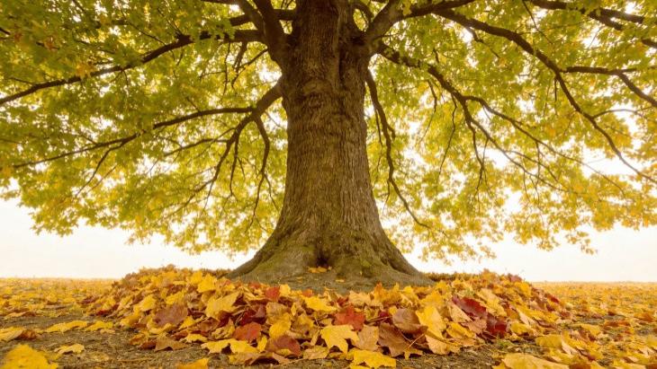 【讲座精选】树叶对根的情意